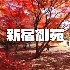 国民公園の新宿御苑で紅葉散歩を楽しみます♪