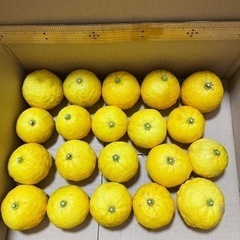 【お話し中】③ ゆず　無農薬　柚子　柑橘　フルーツ