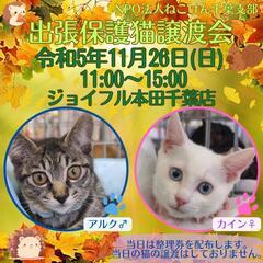 ねこけん千葉支部🐈️保護猫譲渡会開催します🙇‍♂️⤵️