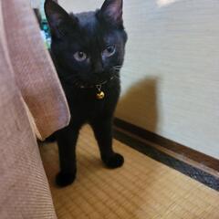 黒猫男の子3ヶ月(決まりました)