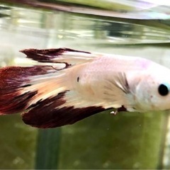 熱帯魚 ベタ レッドリム 差し上げます。