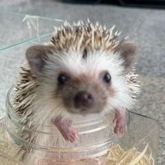 ハリネズミに興味ある方🦔