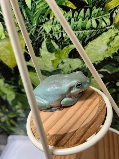 早い者勝ちイエアメガエル2匹とカエル飼育セット