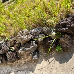 庭石、火山岩のようなものゆずります。千葉県茂原市