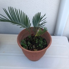 ソテツ　蘇轍　鉢植え