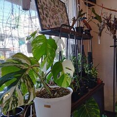 モンステラ🪴