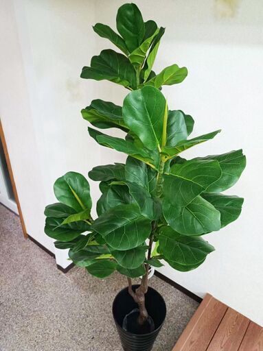 ②【年末大セール】新品 ゴムの木(180cm)　人工観葉植物 フェイクグリーン インテリア　高品質