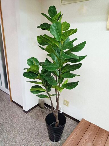 ②【年末大セール】新品 ゴムの木(180cm)　人工観葉植物 フェイクグリーン インテリア　高品質