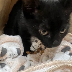 【緊急募集】生後3ヶ月 子猫 黒猫 オス 人懐っこい - 大津市