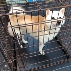 平塚駅南口近く、この犬知りませんか。