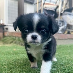 【飼い主様決まりました】チワワの男の子⭐️