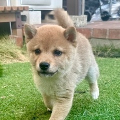 【飼い主様決まりました】豆柴の男の子🐕