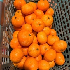 残りわずかです、みかん🍊サイズMです^_^