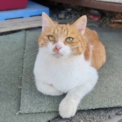 28日譲渡会お見合い調整可　ウサギのように愛らしい猫バタールちゃん🐰💓 − 千葉県