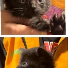 生後1ケ月くらい子猫　黒猫