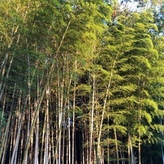 乳酸菌豊富な竹パウダー、竹炭、竹チップお安く提供します