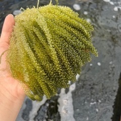 新鮮！沖縄県産 海ぶどう １kg