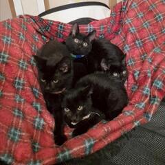 4ヶ月❤︎黒❤︎仔猫4兄妹
