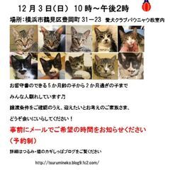 つるみ・猫のカギしっぽ子猫のお見合い会12月３日（日）　 JR鶴...