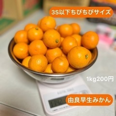 #56 ちびちびサイズ  極小 3S以下 由良早生みかん 2kg