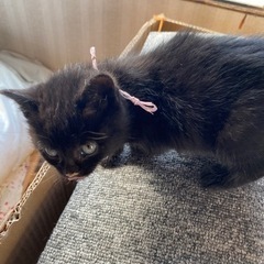 人が大好き　メス黒猫 − 北海道