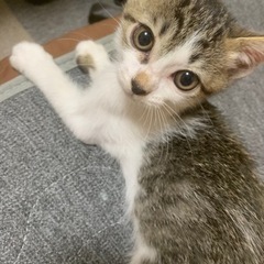 生後2ヶ月子猫 − 宮城県