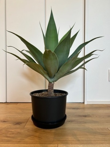観葉植物　アガベ　アテナータ　アテヌアータ