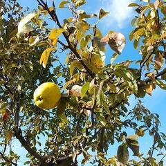 花梨の実そのまま差し上げます