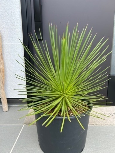 アガベ　ストリクタ　吹上　観葉植物　サボテン