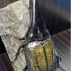 ヘラクレスオオカブト　c68メテオ血統　145ミリ ヘラクレスオオカブト c68メテオ血統 145ミリ