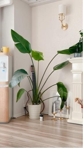 大型觀葉植物鉢付き