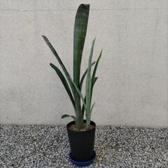 【観葉植物】ビルべルギア①