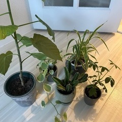 観葉植物