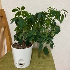 決まりました　観葉植物　12月10日まで出品