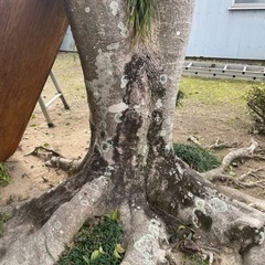 一時停止 薪 燃料 モチノキ 11/23②