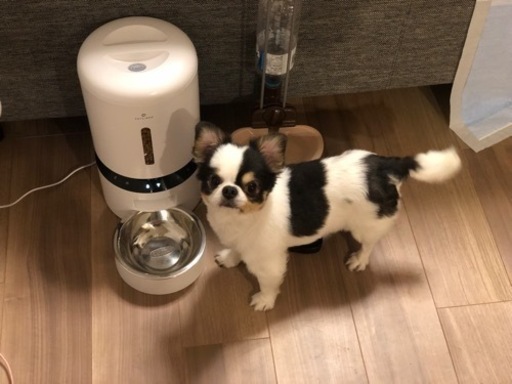 新品未使用！カメラ付き自動餌やり機