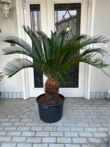 観葉植物　ソテツ