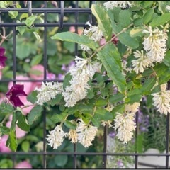 イボタノキ 白花 大苗  庭木