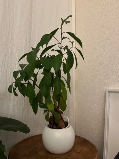 ガジュマル　観葉植物