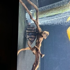 流木 90cm以上の水槽推奨