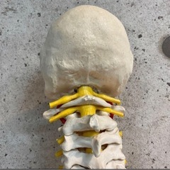 3B Scientific GmbH 脊柱背骨　大腿骨付　模型　...