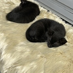黒猫女の子2ヶ月くらい - 猫