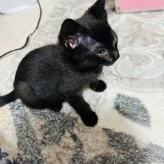 黒猫女の子2ヶ月くらい - 東広島市