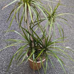 【値下げ】観葉植物 ドラセナ 80cm位