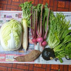 白菜とカブと野菜