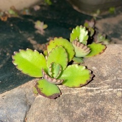 値下げ　多肉植物　子宝草🌱　お譲りします♪