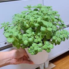 多肉植物 (アロマティカス④)