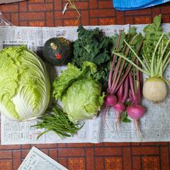 朝取り野菜とカボチャ