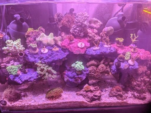 ☆☆☆早い者勝ち！海水サンゴまとめて全部☆☆☆