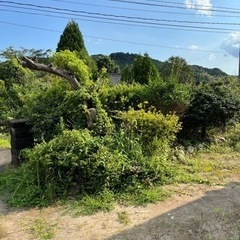 草刈り　雑木の伐採　承ります